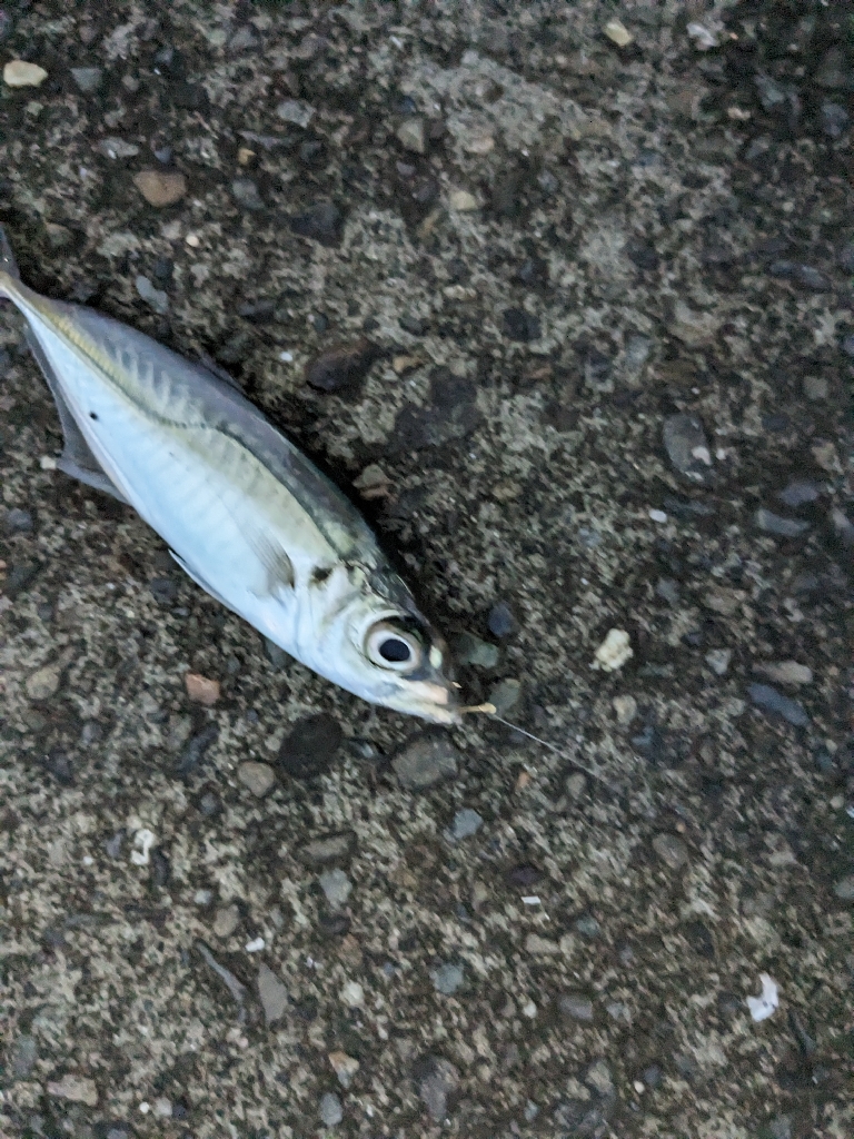 アジ釣り