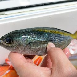 激渋でした (ㅇ_ㅇ)