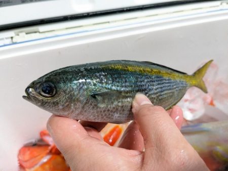 激渋でした (ㅇ_ㅇ)