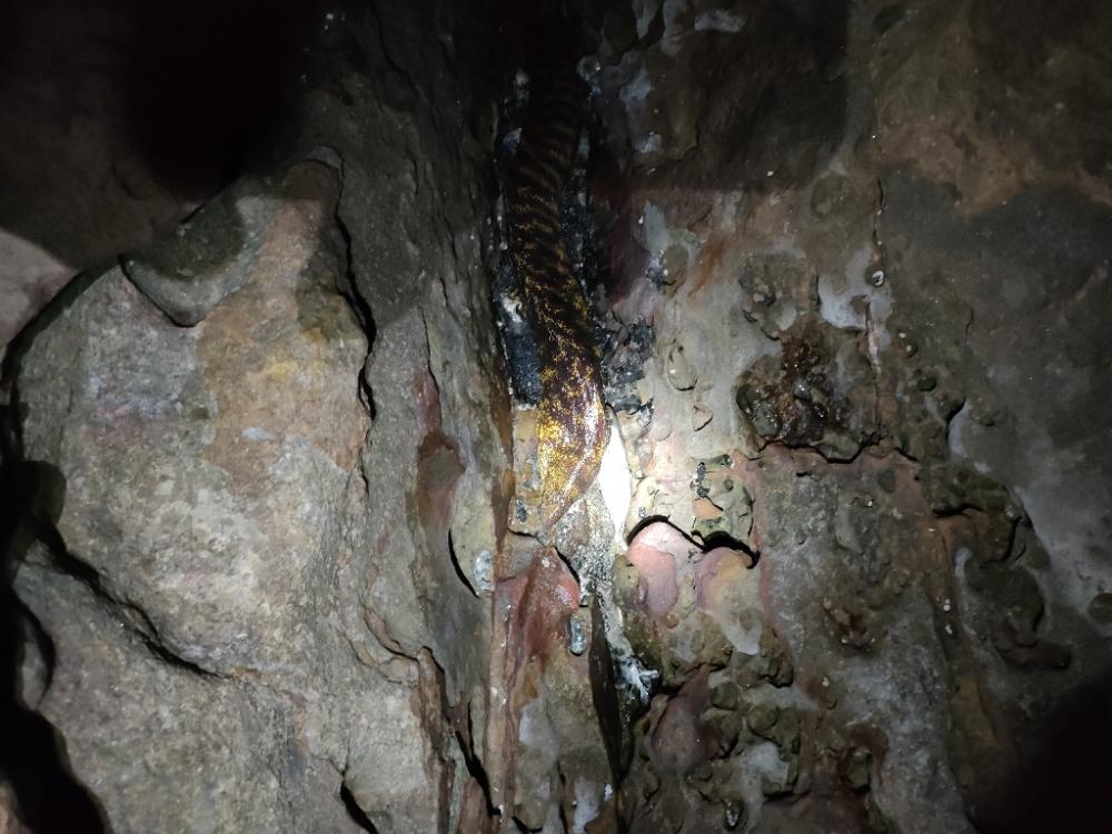 1/26おじさん釣れた