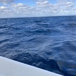 2週間ぶりのトンジギ