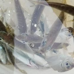 下津 渋くても尺アジGET