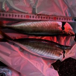 佐賀県仮屋湾レンタルボート