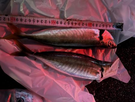 佐賀県仮屋湾レンタルボート