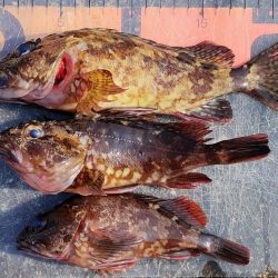 エビ撒き釣りでメバルとガシラ