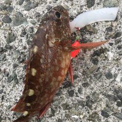 ブラクリ&イカ短冊でガシラ釣り