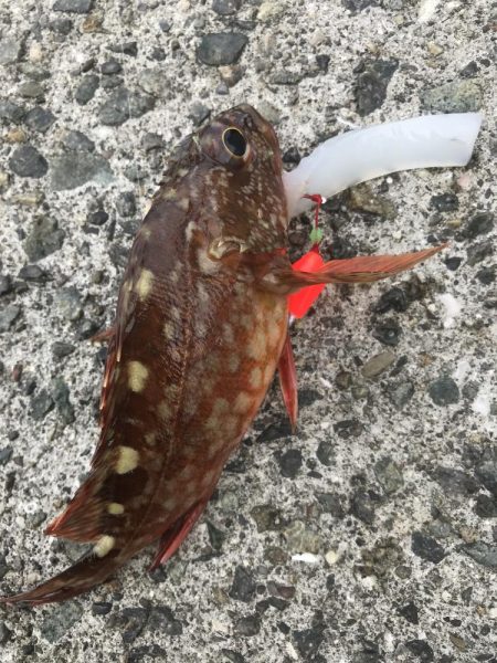 ブラクリ&イカ短冊でガシラ釣り