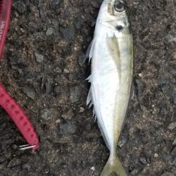 アジング　今回も尺あり