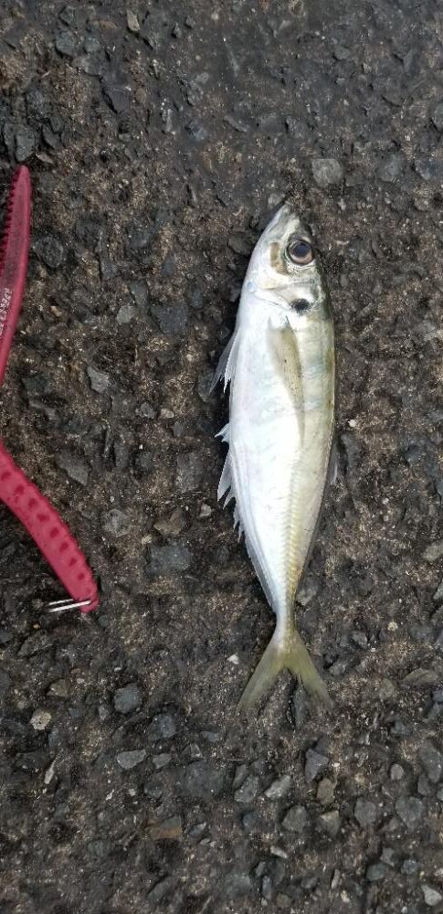アジング 今回も尺あり
