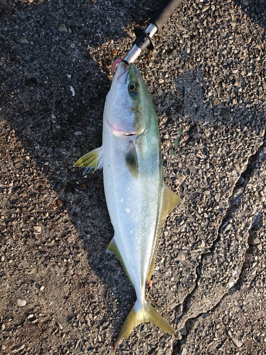 青物チャレンジ