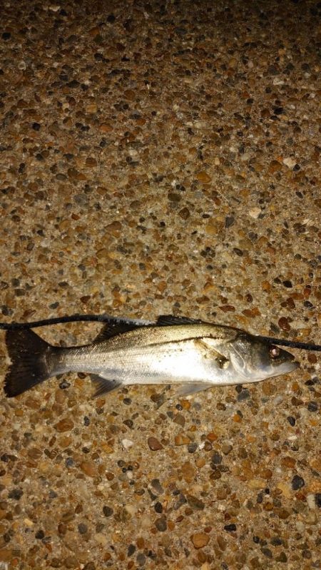 月夜は厳しいねー！