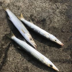 ダイソージグでカマスGET