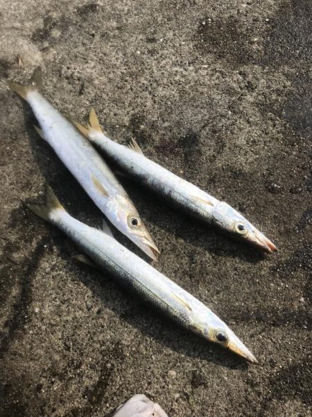 ダイソージグでカマスGET