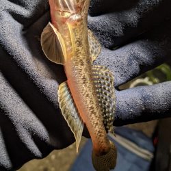 落ちハゼ 釣り納め