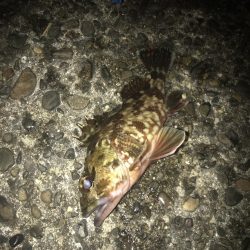 直リグ改良で100発100中ガシラGET