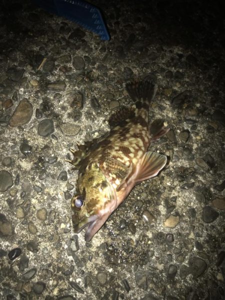 直リグ改良で100発100中ガシラGET