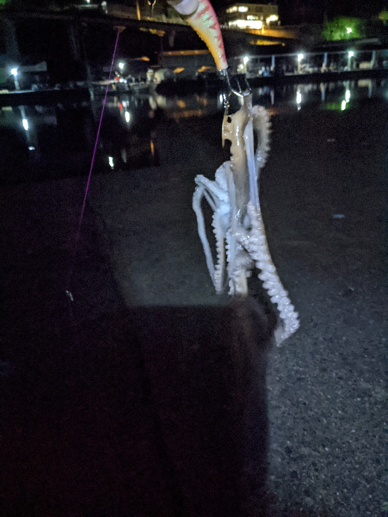 🐙2023初タコ🐙