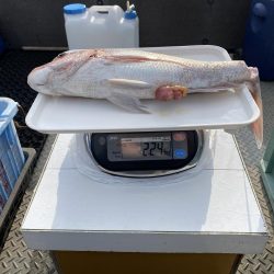 一つテンヤ、SLJ