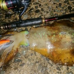 雨エギングIN対馬