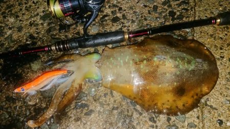 雨エギングIN対馬