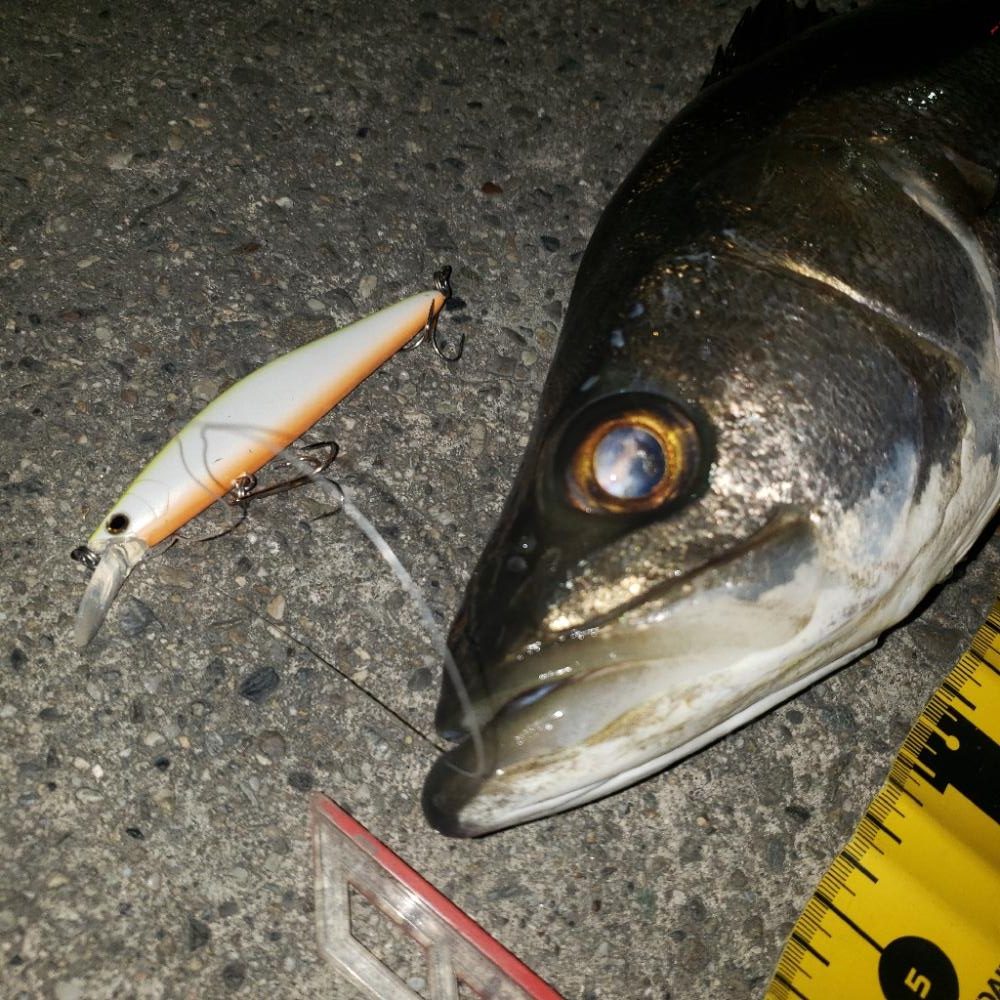 今年も宜しくスズキさん!