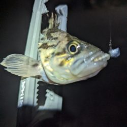 陸っぱり釣行記