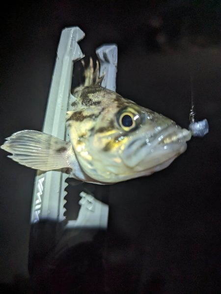 陸っぱり釣行記