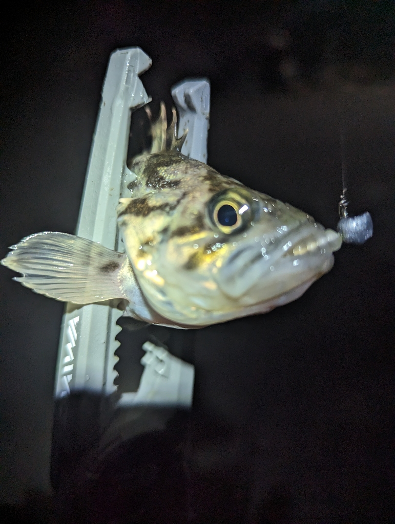 陸っぱり釣行記