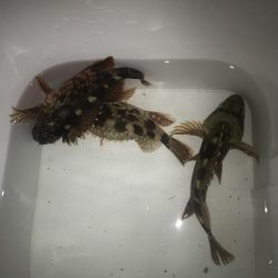 直リグでガシラ&マゴチGET