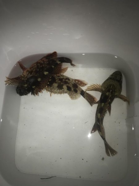 直リグでガシラ&マゴチGET