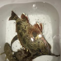 スイングインパクトでガシラ&マゴチGET