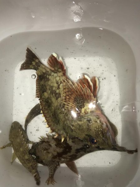 スイングインパクトでガシラ&マゴチ…