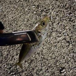 2023年釣りはじめ