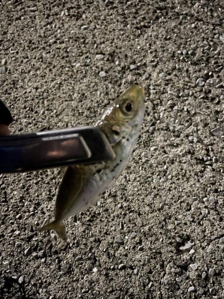 2023年釣りはじめ