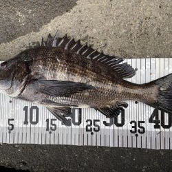 イチノ兄弟(兄)釣果!