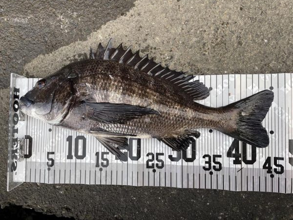 イチノ兄弟（兄）釣果！