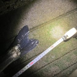 今年もよろしく