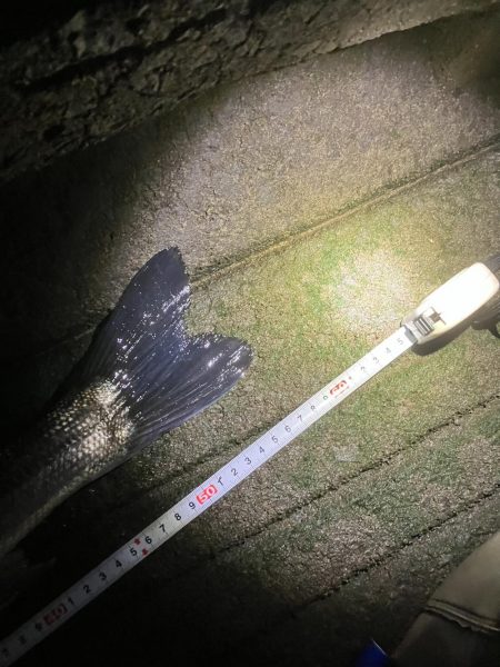 今年もよろしく