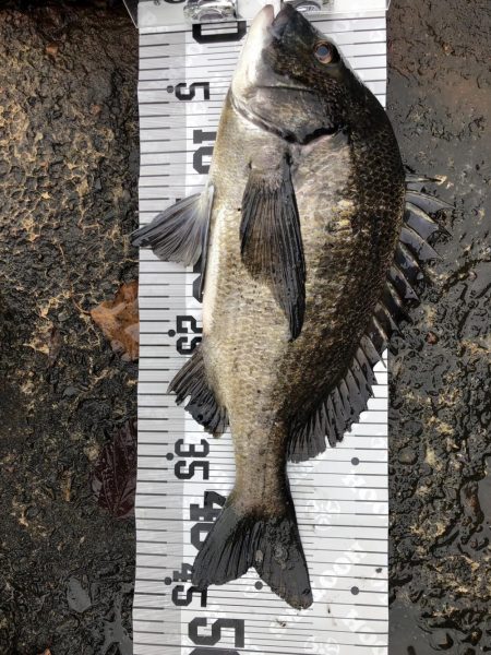 イチノ兄弟(兄)釣果!