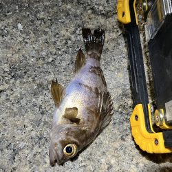 newロッド入魂🐟