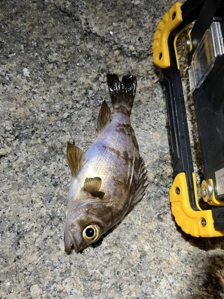 newロッド入魂🐟