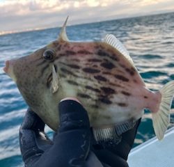 三邦丸さんカワハギ専門便