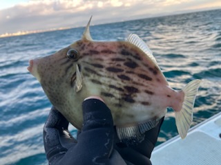 三邦丸さんカワハギ専門便