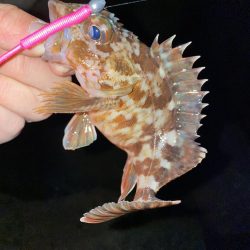 メバリングのつもりがガシリング