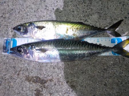 まだいける！終盤戦の尺アジ狙い