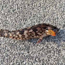 釣り初めはクジメでした