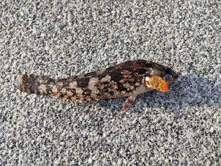 釣り初めはクジメでした