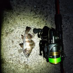 満月はアカンの？