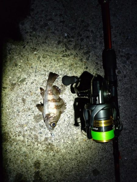 満月はアカンの？