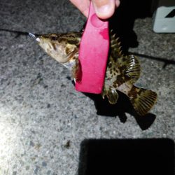 今年初釣り、渋々メバリング